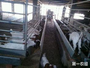 羊舍建造视频,从选址到完工的全方位解析