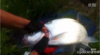 路亚江钓视频,视频揭秘技巧与乐趣