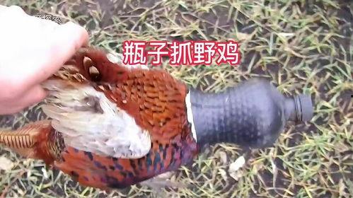 捕捉野鸡视频