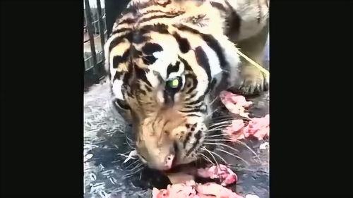 老虎吃肉视频,揭秘老虎捕食瞬间