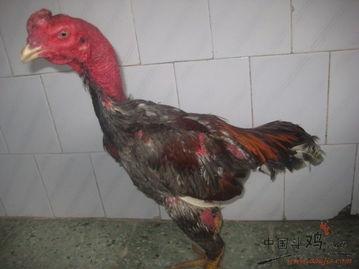 关于鸡的视频,揭秘家禽养殖与生活习性