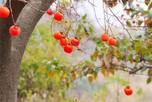 柿子树环割视频