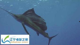 剑鱼视频,揭秘科技与娱乐的完美融合