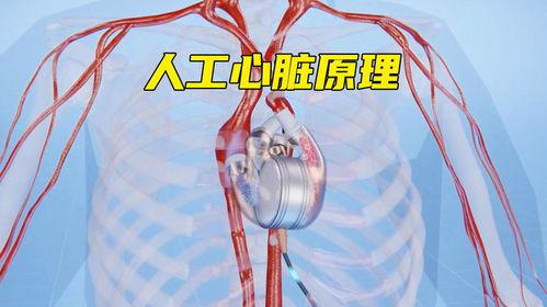 心脏的工作原理视频,泵血奥秘大解析