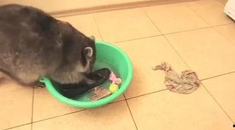 小浣熊洗东西视频