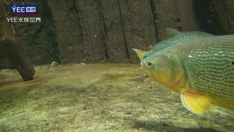 鱼打标视频,鱼打标视频背后的精彩瞬间解析