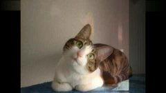 猫的视频大全搞笑视频