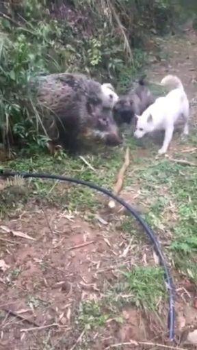 野猪大战视频